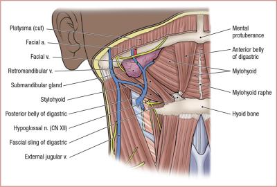 thumbs/Submandibular and Submental Triangles.jpeg.jpg